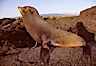 Galapagos fur seal. James Island, Galapagos Islands, Ecuador. Image #01554