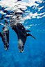 Galapagos fur seal. Darwin Island, Galapagos Islands, Ecuador. Image #01573
