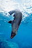 Galapagos fur seal. Darwin Island, Galapagos Islands, Ecuador. Image #01590
