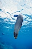 Galapagos fur seal. Darwin Island, Galapagos Islands, Ecuador. Image #01591