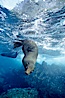 Galapagos fur seal. Darwin Island, Galapagos Islands, Ecuador. Image #01609