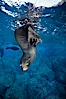 Galapagos fur seal. Darwin Island, Galapagos Islands, Ecuador. Image #01610