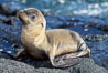 Galapagos sea lion pup, Punta Espinosa. Fernandina Island, Galapagos Islands, Ecuador. Image #01611
