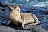Galapagos sea lion pup, Punta Espinosa. Fernandina Island, Galapagos Islands, Ecuador. Image #01611