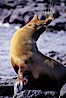 Galapagos sea lion,  South Plaza Island. South Plaza Island, Galapagos Islands, Ecuador. Image #01671
