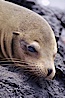 Galapagos sea lion,  South Plaza Island. South Plaza Island, Galapagos Islands, Ecuador. Image #01680