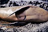 Galapagos sea lion with shark bite,  South Plaza Island. South Plaza Island, Galapagos Islands, Ecuador. Image #01682