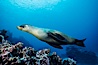 Galapagos sea lion, Devils Crown. Floreana Island, Galapagos Islands, Ecuador. Image #01707