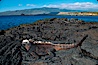 Marine iguana. James Island, Galapagos Islands, Ecuador. Image #01715