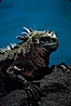 Marine iguana, Punta Espinosa. Fernandina Island, Galapagos Islands, Ecuador. Image #01719