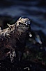 Marine iguana, Punta Espinosa. Fernandina Island, Galapagos Islands, Ecuador. Image #01722