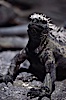 Marine iguana, Punta Espinosa. Fernandina Island, Galapagos Islands, Ecuador. Image #01723