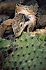 Galapagos land iguana. South Plaza Island, Galapagos Islands, Ecuador. Image #01742