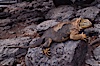 Galapagos land iguana. South Plaza Island, Galapagos Islands, Ecuador. Image #01743