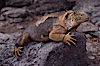 Galapagos land iguana. South Plaza Island, Galapagos Islands, Ecuador. Image #01744