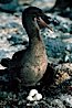 Flightless cormorant, Punta Espinosa. Fernandina Island, Galapagos Islands, Ecuador. Image #01754