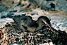 Flightless cormorant, Punta Espinosa. Fernandina Island, Galapagos Islands, Ecuador. Image #01760