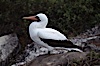 Nazca booby, Punta Suarez. Hood Island, Galapagos Islands, Ecuador. Image #01762