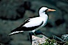 Nazca booby, Punta Suarez. Hood Island, Galapagos Islands, Ecuador. Image #01763