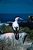Nazca booby, Punta Suarez. Hood Island, Galapagos Islands, Ecuador. Image #01764