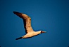 Nazca booby in flight, sunset, Punta Suarez. Hood Island, Galapagos Islands, Ecuador. Image #01765