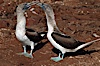 Blue-footed booby, courtship display. North Seymour Island, Galapagos Islands, Ecuador. Image #01791