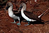 Blue-footed booby, courtship display. North Seymour Island, Galapagos Islands, Ecuador. Image #01792