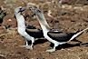 Blue-footed booby, courtship display. North Seymour Island, Galapagos Islands, Ecuador. Image #01794