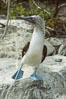 Blue-footed booby, courtship display, Punta Suarez. Hood Island, Galapagos Islands, Ecuador. Image #01797