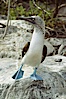 Blue-footed booby, courtship display, Punta Suarez. Hood Island, Galapagos Islands, Ecuador. Image #01797