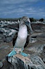 Blue-footed booby, Punta Suarez. Hood Island, Galapagos Islands, Ecuador. Image #01801