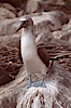 Blue-footed booby, Punta Suarez. Hood Island, Galapagos Islands, Ecuador. Image #01802