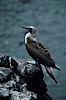 Blue-footed booby,  South Plaza Island. South Plaza Island, Galapagos Islands, Ecuador. Image #01805