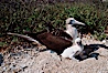 Blue-footed booby with chick. North Seymour Island, Galapagos Islands, Ecuador. Image #01808