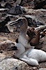 Blue-footed booby with chick, Punta Suarez. Hood Island, Galapagos Islands, Ecuador. Image #01810