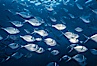 Steel pompano. Isla Enderby, Galapagos Islands, Ecuador. Image #01831