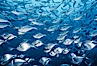 Steel pompano. Isla Enderby, Galapagos Islands, Ecuador. Image #01832