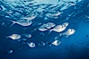 Steel pompano. Isla Enderby, Galapagos Islands, Ecuador. Image #01834