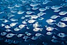 Steel pompano. Isla Enderby, Galapagos Islands, Ecuador. Image #01836