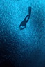Steel pompano. Gordon Rocks, Galapagos Islands, Ecuador. Image #01839