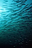 Barracuda. Cousins, Galapagos Islands, Ecuador. Image #01846