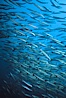 Barracuda. Cousins, Galapagos Islands, Ecuador. Image #01847