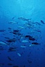 Bigeye jacks. Darwin Island, Galapagos Islands, Ecuador. Image #01848