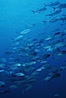 Bigeye jacks. Darwin Island, Galapagos Islands, Ecuador. Image #01849