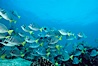 Yellow-tailed surgeonfish, Cape Marshall. Isabella Island, Galapagos Islands, Ecuador. Image #01854