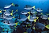 Yellow-tailed surgeonfish, Devils Crown. Floreana Island, Galapagos Islands, Ecuador. Image #01856