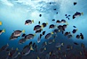 Yellow-tailed surgeonfish. Galapagos Islands, Ecuador. Image #01857
