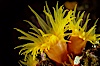 Orange cup coral. Isla Champion, Galapagos Islands, Ecuador. Image #01858