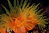 Orange cup coral. Isla Champion, Galapagos Islands, Ecuador. Image #01859