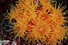 Orange cup coral. Isla Champion, Galapagos Islands, Ecuador. Image #01860